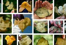 El Extraño Caso del Jardinero, Muestra Fotográfica del Uruguayo FEDERICO RUIZ SANTESTEBAN.